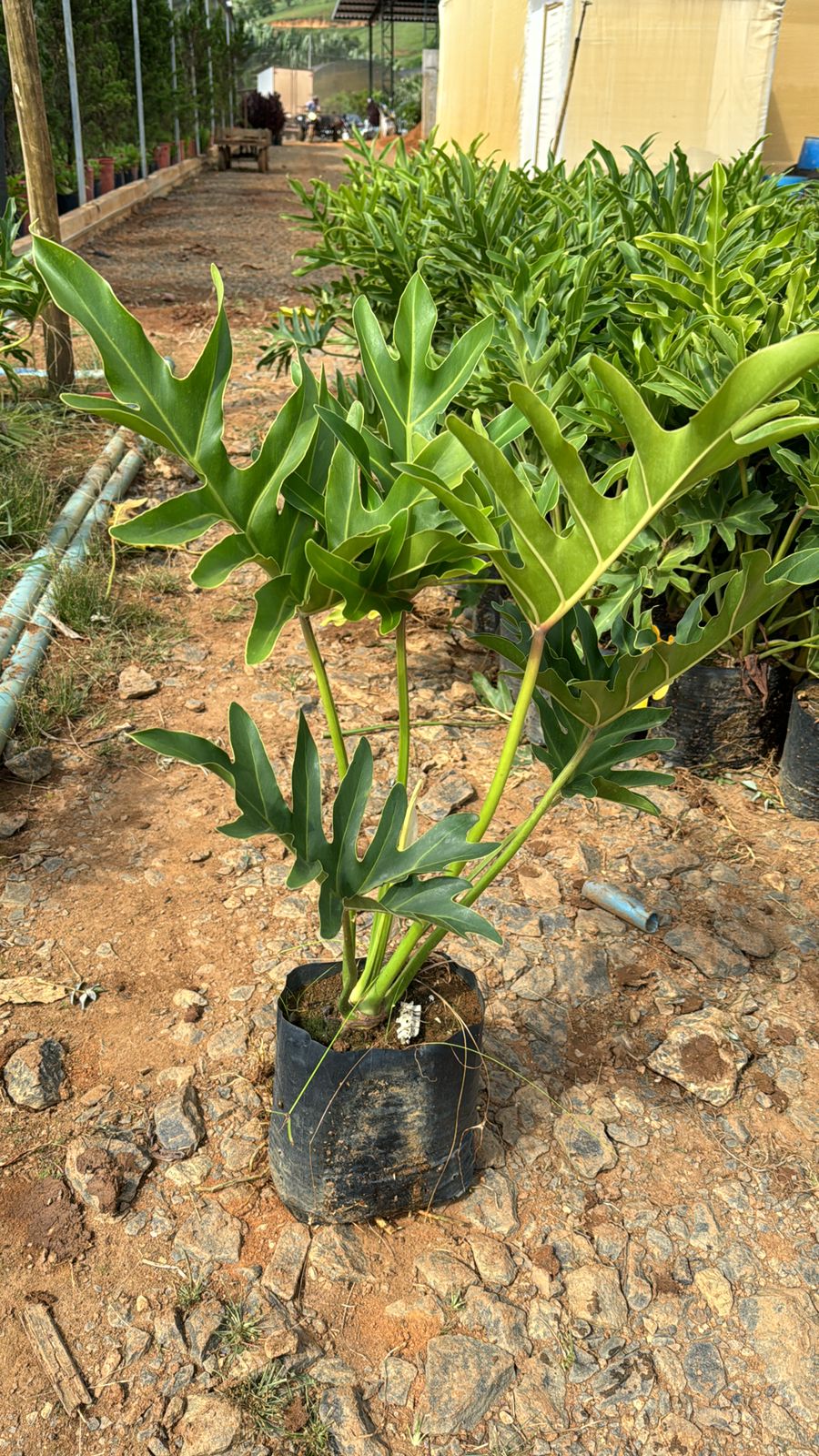 Philodendron bipinnatifidum (Guaimbé)