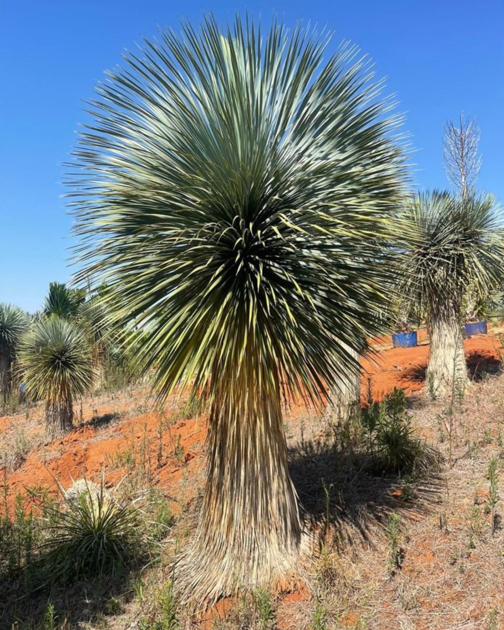 Yucca Rostrata