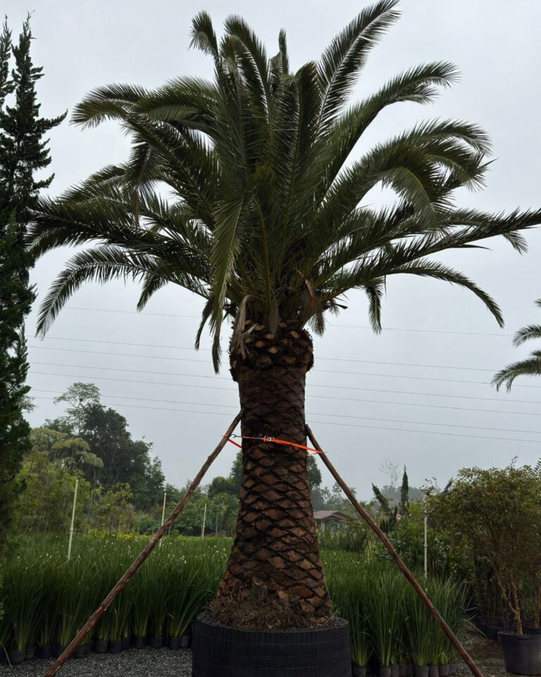 Palmeira das Canárias (Canariense)