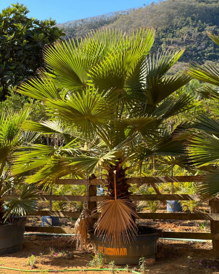 Washingtonia