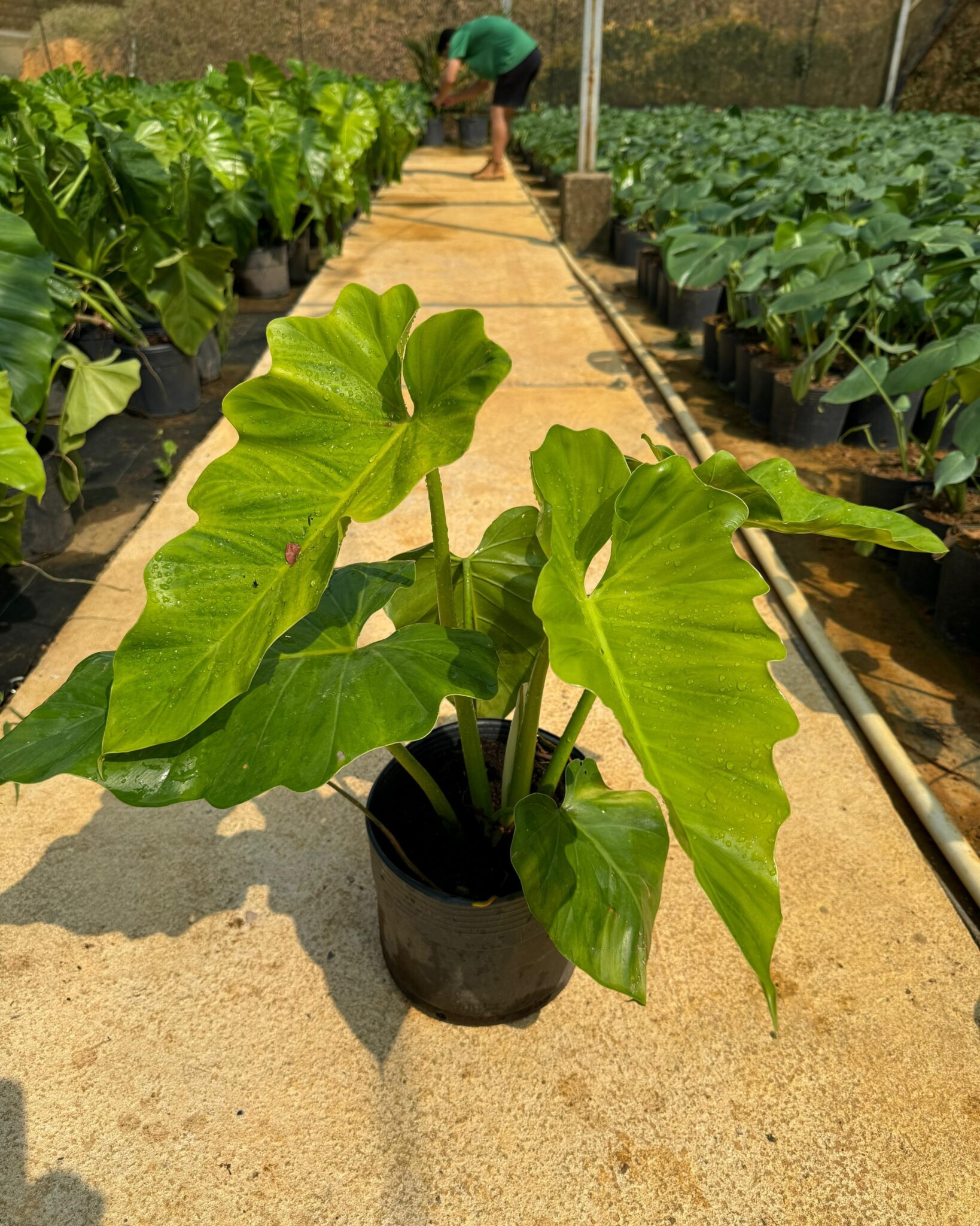 Philodendron danteanum