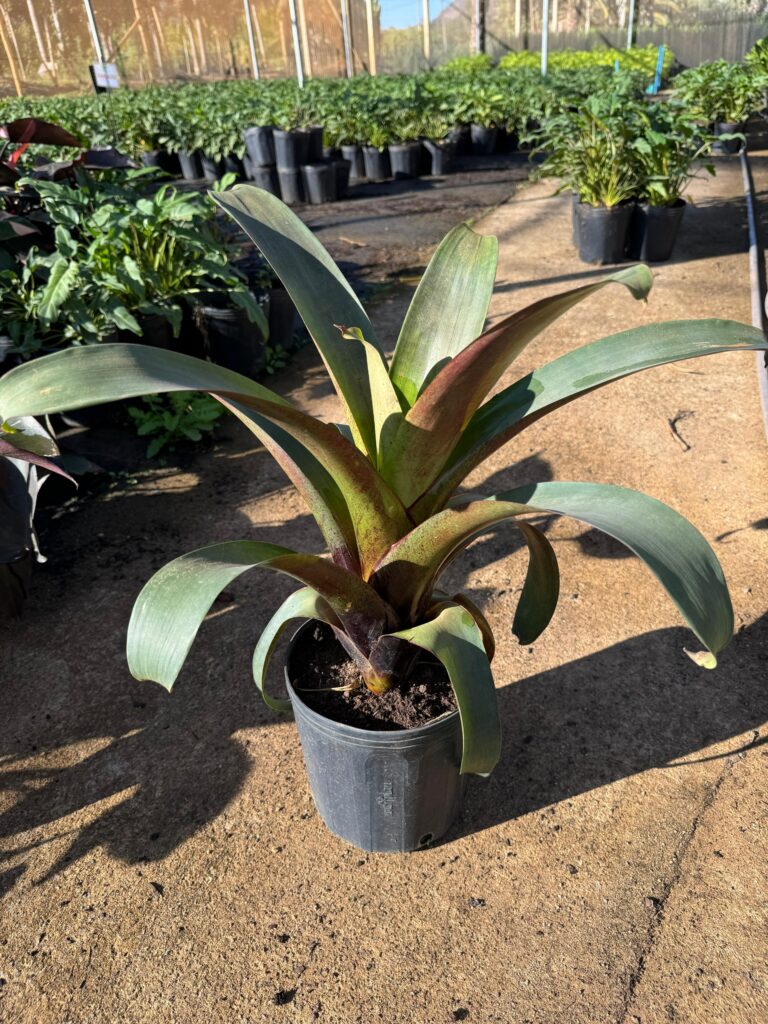 Bromélia Imperial