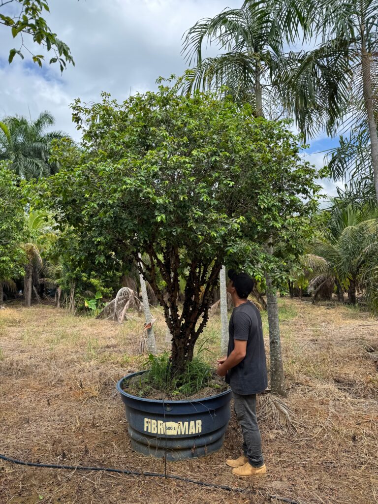 Jabuticabeira