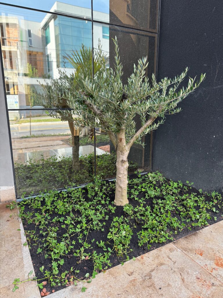 DEPOIS: Um paisagismo sofisticado e completo!