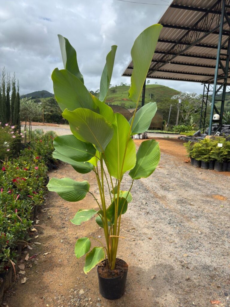 Calathea Charuto