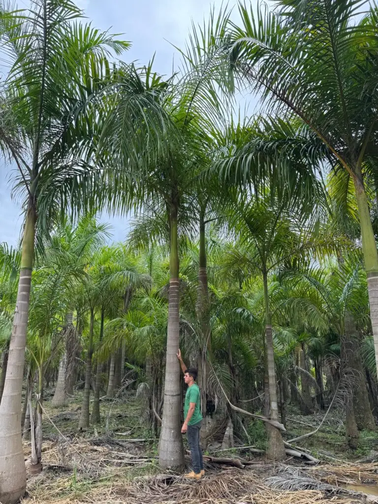 Palmeira Imperial