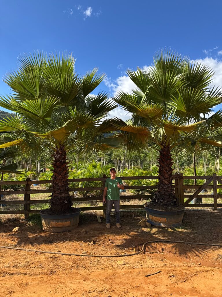 Washingtonia