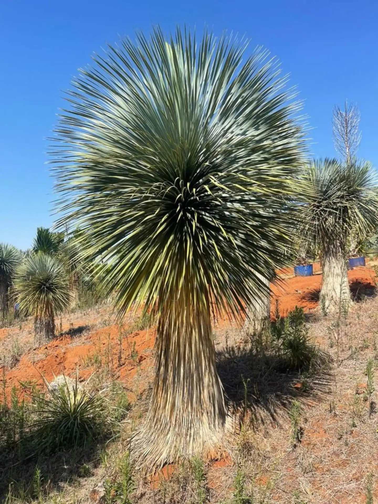 Yucca Rostrata