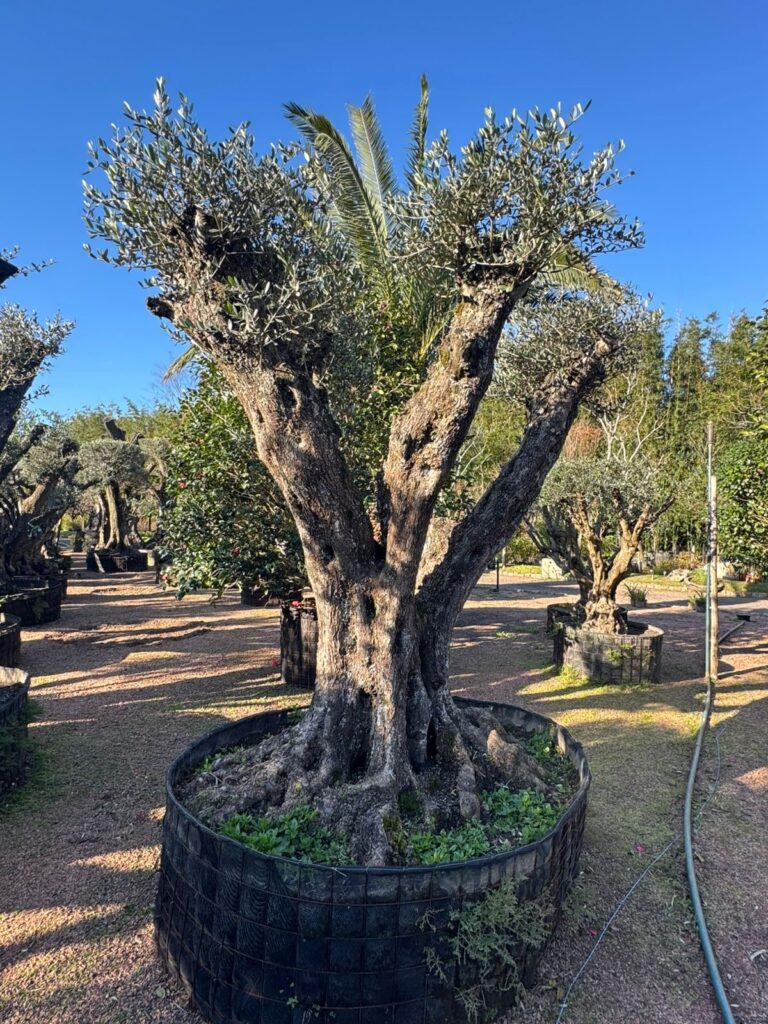 Oliveira Centenária